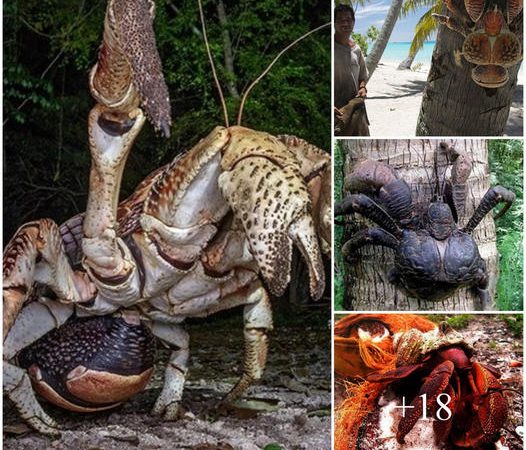 Horror giant crabs peel coconuts, break birds and dominate an island