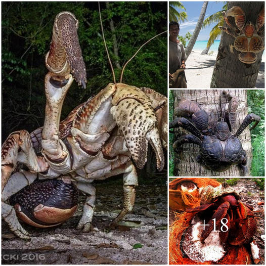 Horror giant crabs peel coconuts, break birds and dominate an island