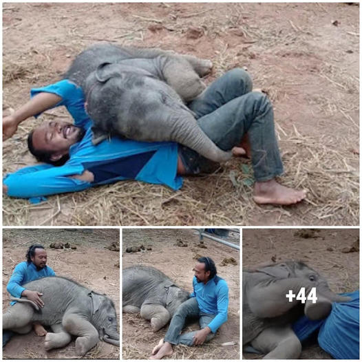 Cute and amazing moment between a human and his pet- this baby elephant is priceless