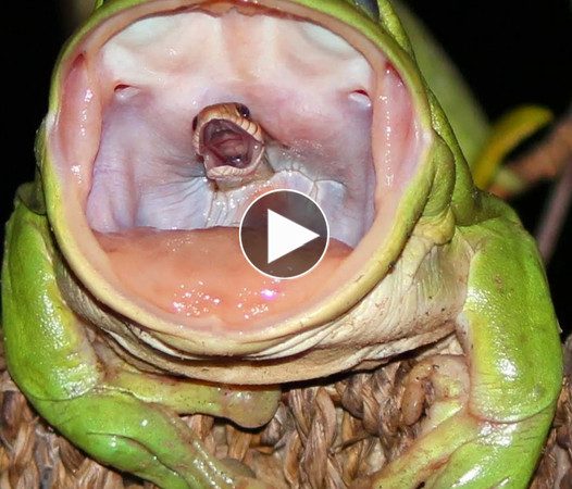 The Frog eating the Snake Seems to Be Erupting in Last Scream