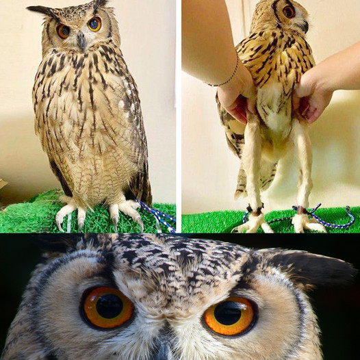 Turns Out, Owls Have A Pair Of Slender Legs Under All Their Fluff