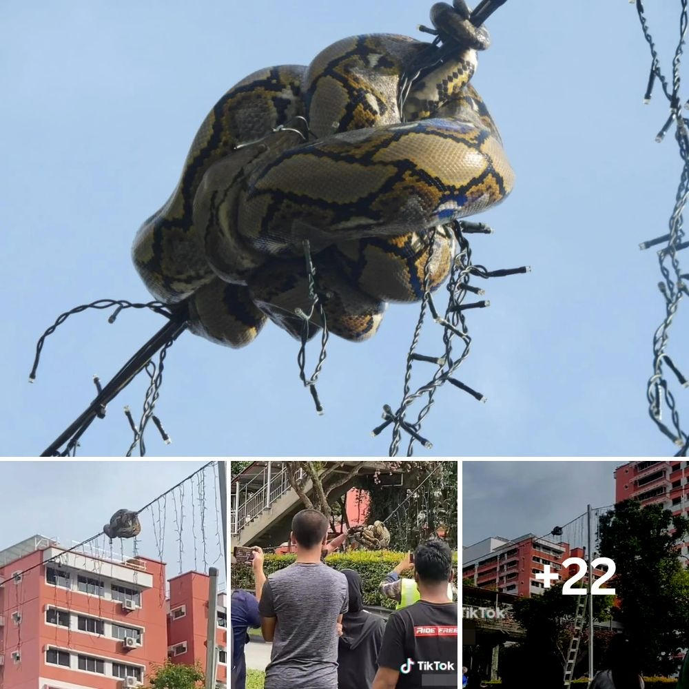 Massive Python Gets Tangled in Lights 15 Feet in the Air