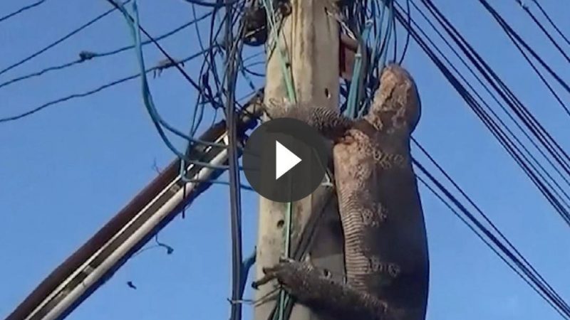 Giant lizard climbs up a power pole in Thailand and the unexpected ending