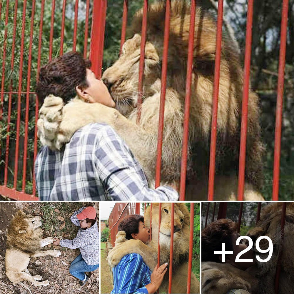 It’s time for the Rescued Lion to say goodbye to the rescuer after 20 years together!
