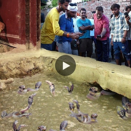 10 venomous snakes were found together in a house in Akhand Nagar, causing panic among residents