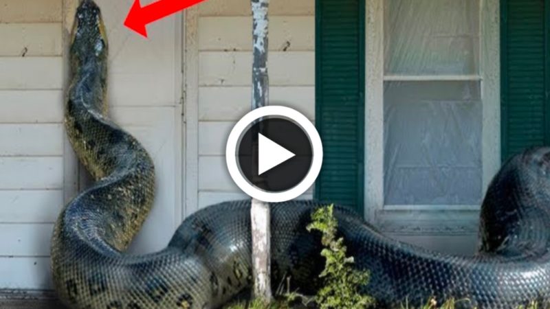 Horrified at the sight of a giant snake attempting to slither through the door of a house