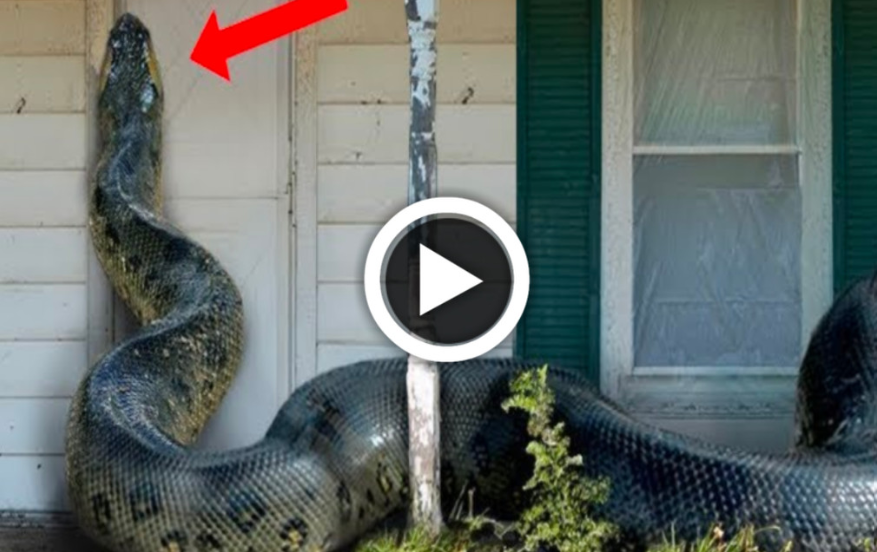 Horrified at the sight of a giant snake attempting to slither through the door of a house