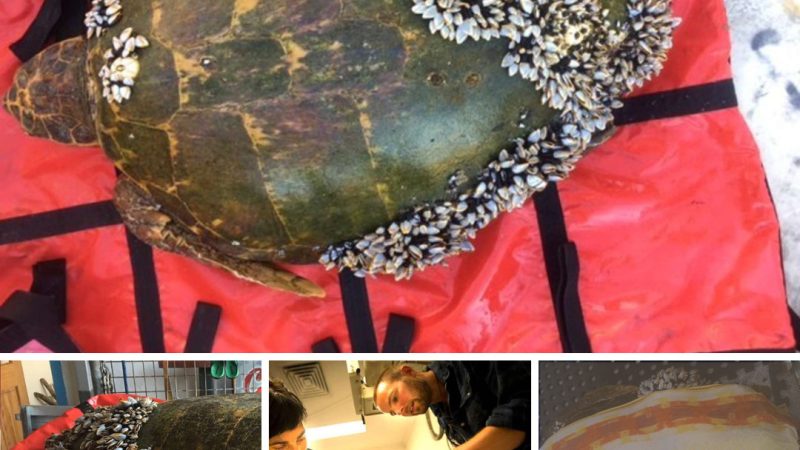 Fisherman Finds Turtle Floating On The Water With Barnacles Covering All His Body