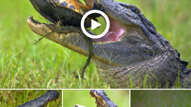 This Alligator tried to eat a turtle with a strong shell