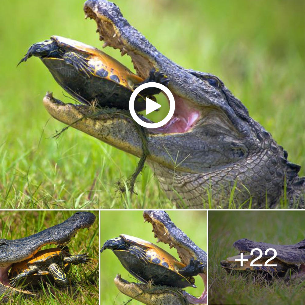 This Alligator tried to eat a turtle with a strong shell