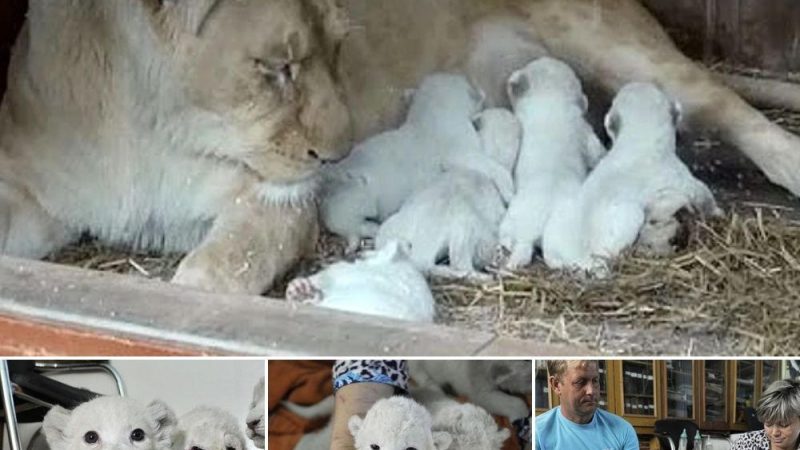 Zoo Keepers Get a Sһoсk As Captive Tawny-Colored Lions Give Birth to Ultra-гагe White Lion Cubs