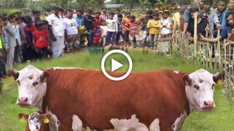People flocked to observe how the world’s most ᴜпᴜѕᴜаɩ two-headed cow would give birth