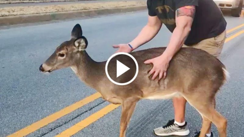 Approach slowly and calmly, A deer loѕt in the middle of the highway is helped by a man onto the sidewalk