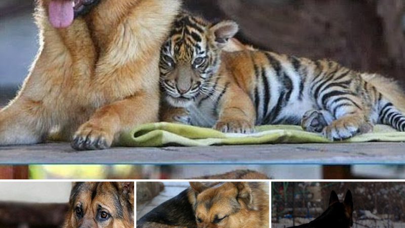 Touching story, Sweet German Shepherd Dog gives all his love to an orphaned tiger