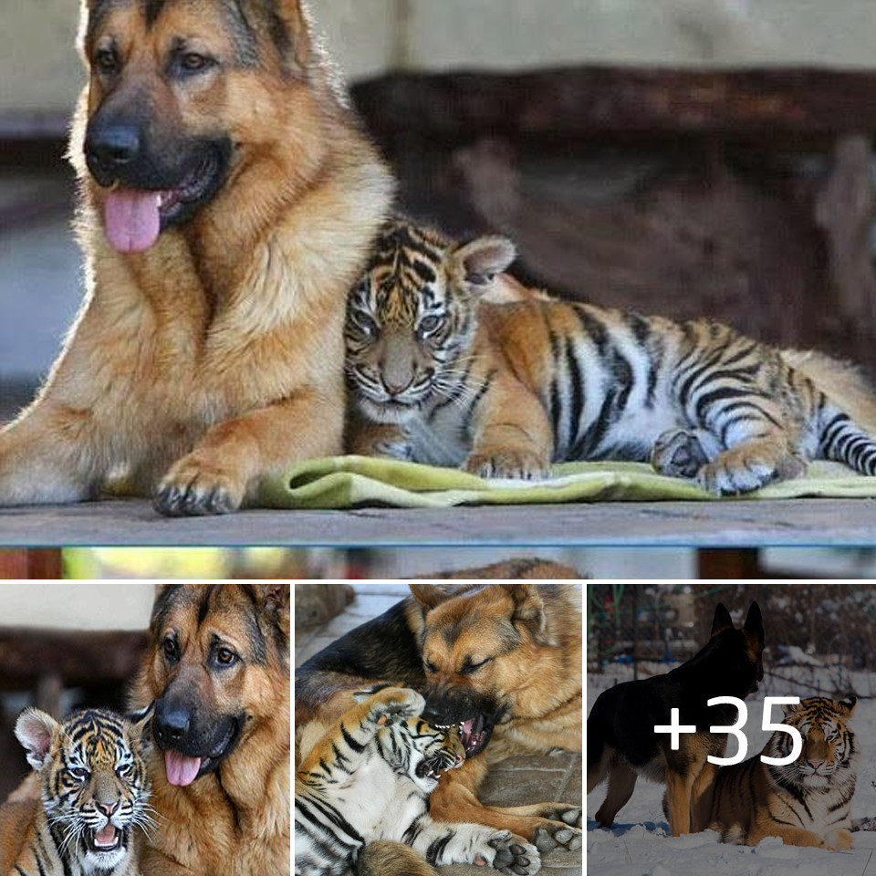 Touching story, Sweet German Shepherd Dog gives all his love to an orphaned tiger