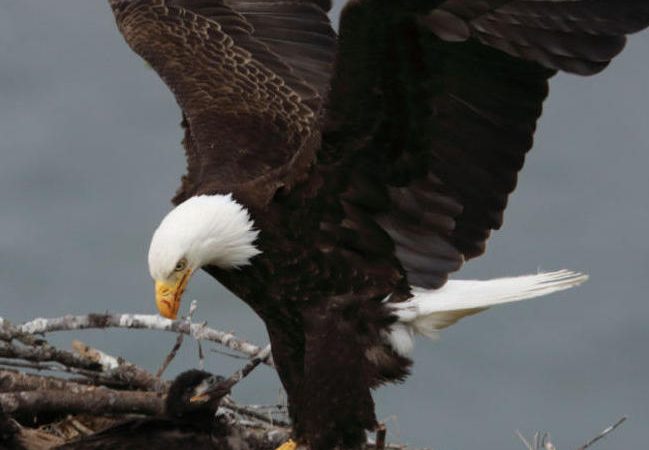 Bald Eagle finally gets to be a dad! 🦅💖This eagle went viral for sitting on a rock!